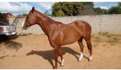 cavalo-leilão-senad-apreensão-apreendido-oportunidade-raça-pecuária-égua-ativos-equinos-biológicos