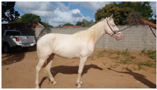 cavalo-leilão-senad-apreensão-apreendido-oportunidade-raça-pecuária-égua-ativos-equinos-biológicos