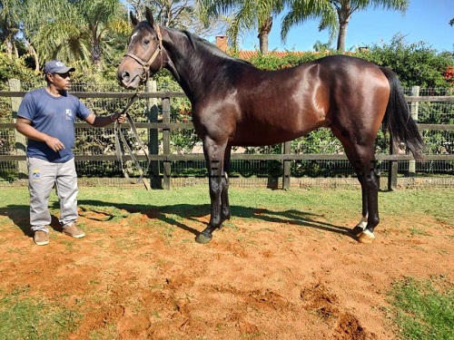 equino-cavalo-macho-oportunidade-leilão-descomplicado-senad-apreendido-veículo-carro-barato