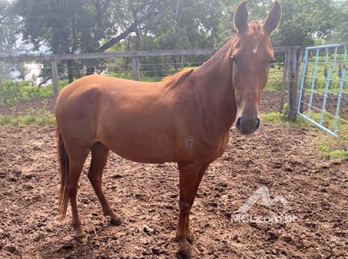 equino-cavalo-égua-leilão-descomplicado-oportunidade-mgl