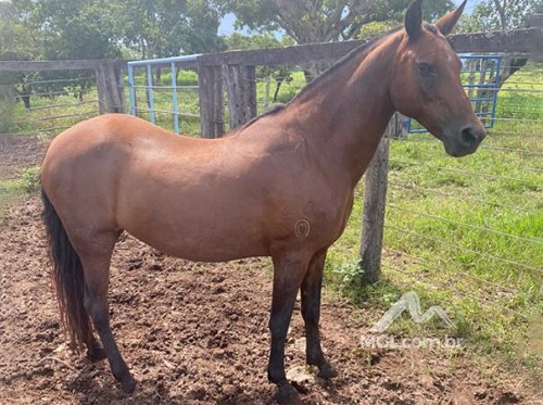 equino-cavalo-égua-leilão-descomplicado-oportunidade-mgl