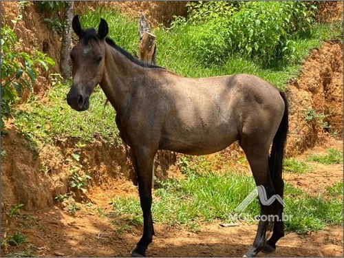 equino-cavalo-égua-leilão-descomplicado-oportunidade-mgl