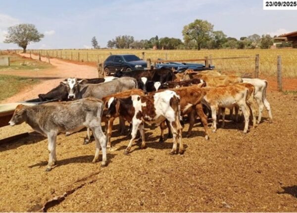 Bezerros e 7 Bezerras Leilão da SENADPF Vende Gado Apreendido do Crime Organizado