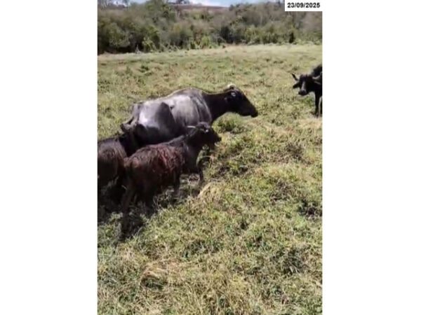 Búfalas e 3 Búfalos Leilão da SENADPF Vende Gado Apreendido do Crime Organizado