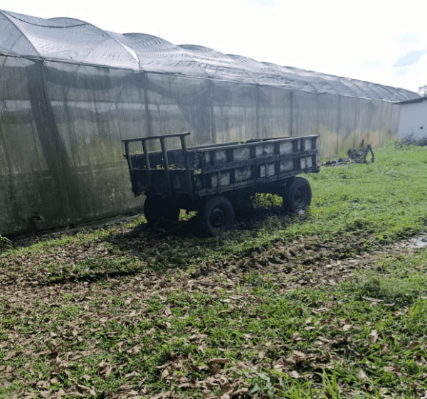 Carreta agrima Leilão da Epamig