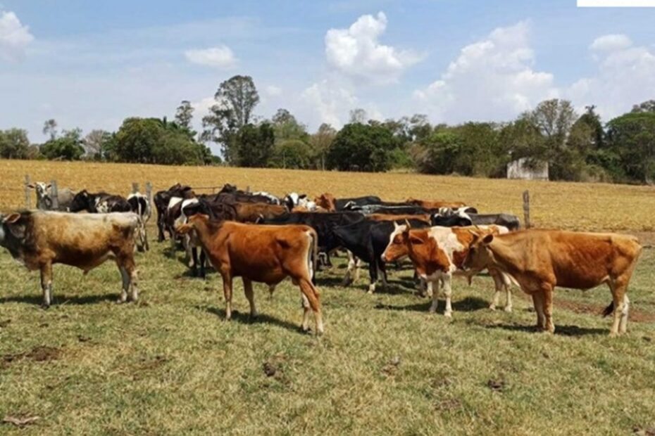 Novilhos e 22 Novilhas Leilão da SENADPF Vende Gado Apreendido do Crime Organizado