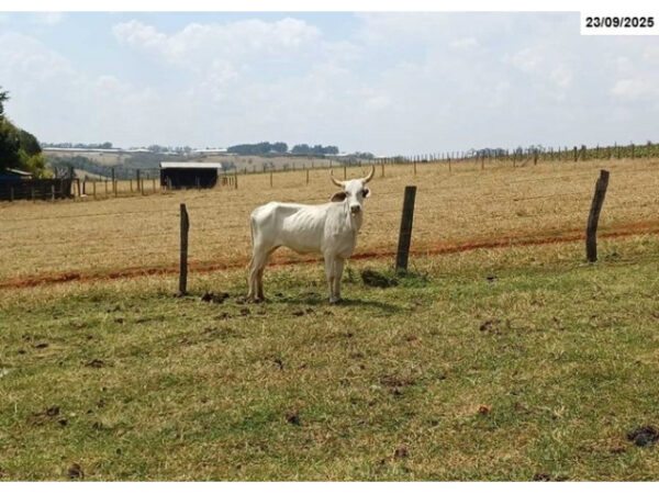 Touro macho Leilão da SENADPF Vende Gado Apreendido do Crime Organizado